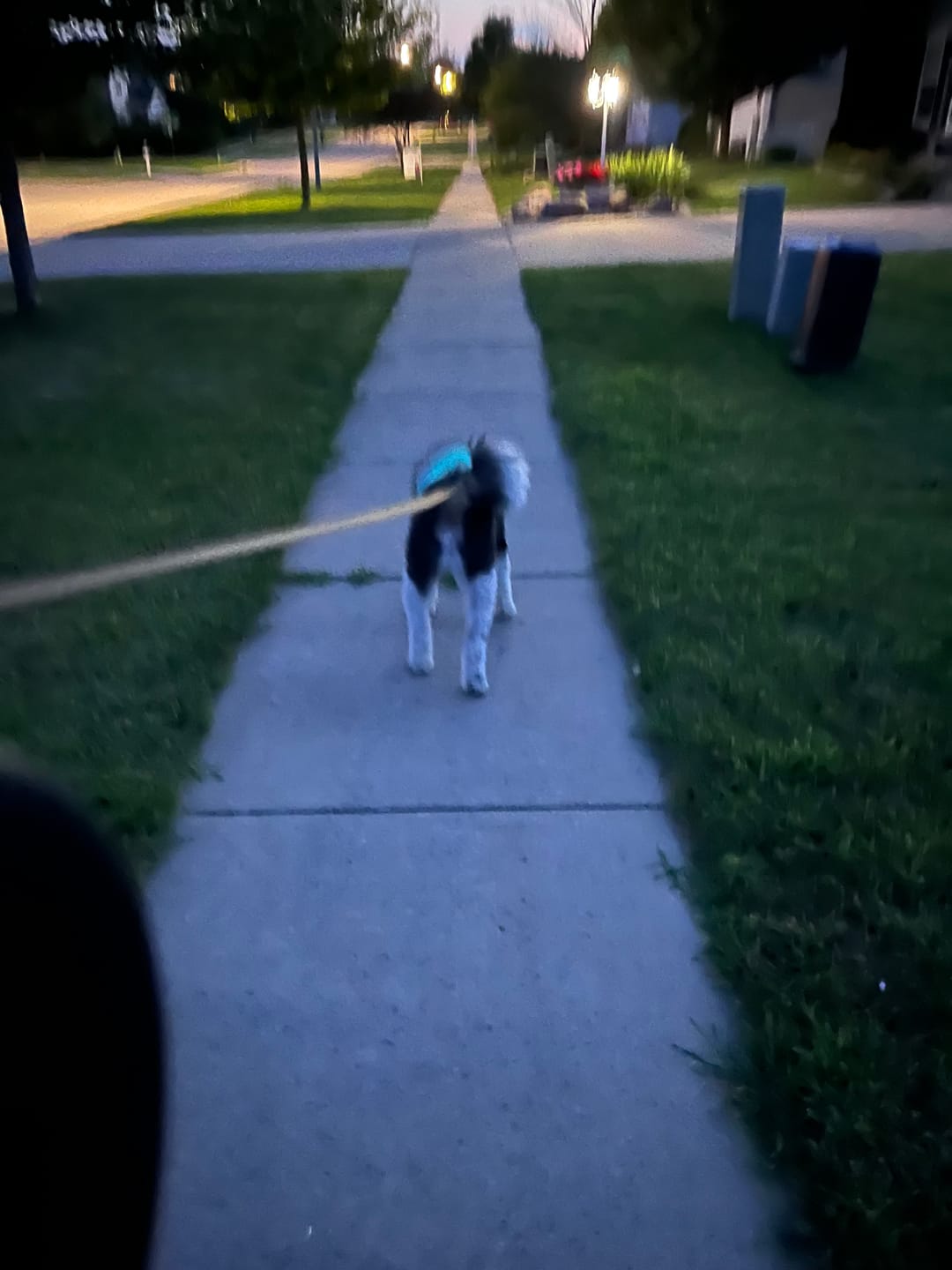 Customer photo review of Dog Cooling Vest