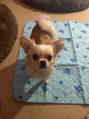 Customer photo review of Potty Buddy™ - The Durable Leak-Free Potty Pad