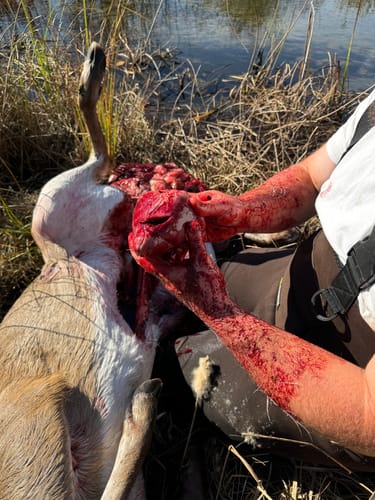 Customer photo review of Titanium Broadheads