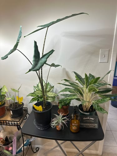 Customer photo review of Houseplant Pest Spray