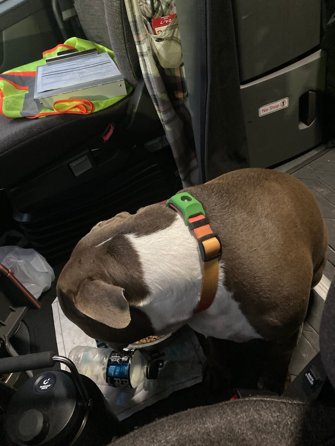 Customer photo review of FurLife™ - Flea & Tick Defense Chews for Dogs