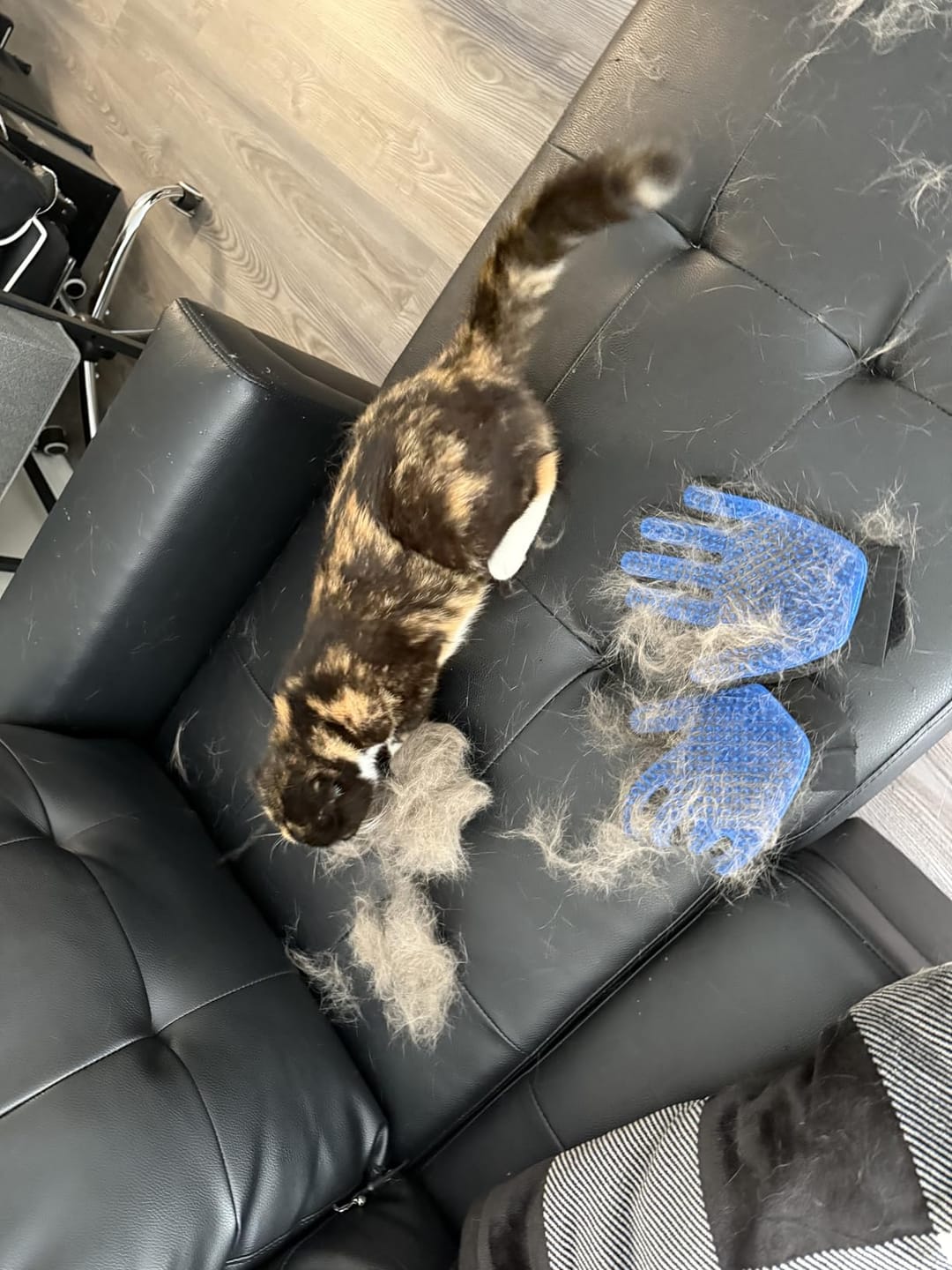 Customer photo review of StimuliCat Grooming Glove | The Only Glove With  Mother-Tongue Technology for Stress-Free Grooming (Includes Both Hands)