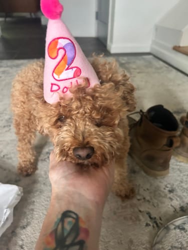 Customer photo review of Personalized Dog Party Pack