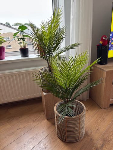 Customer photo review of Kunstpalm 80cm UV