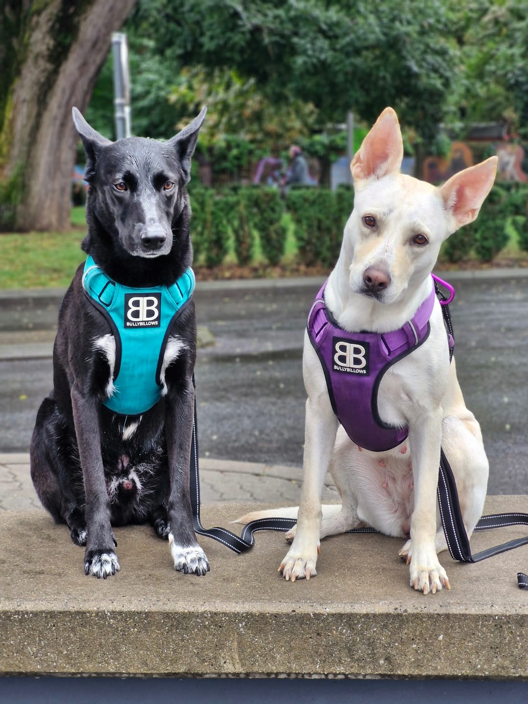 Customer photo review of Comfort Premium Harness | Non Restrictive - Purple