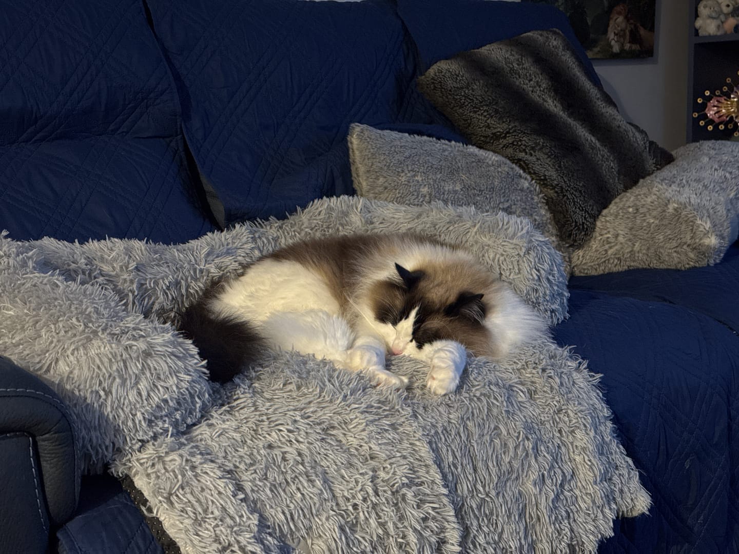 Customer photo review of Calming Couch Bed