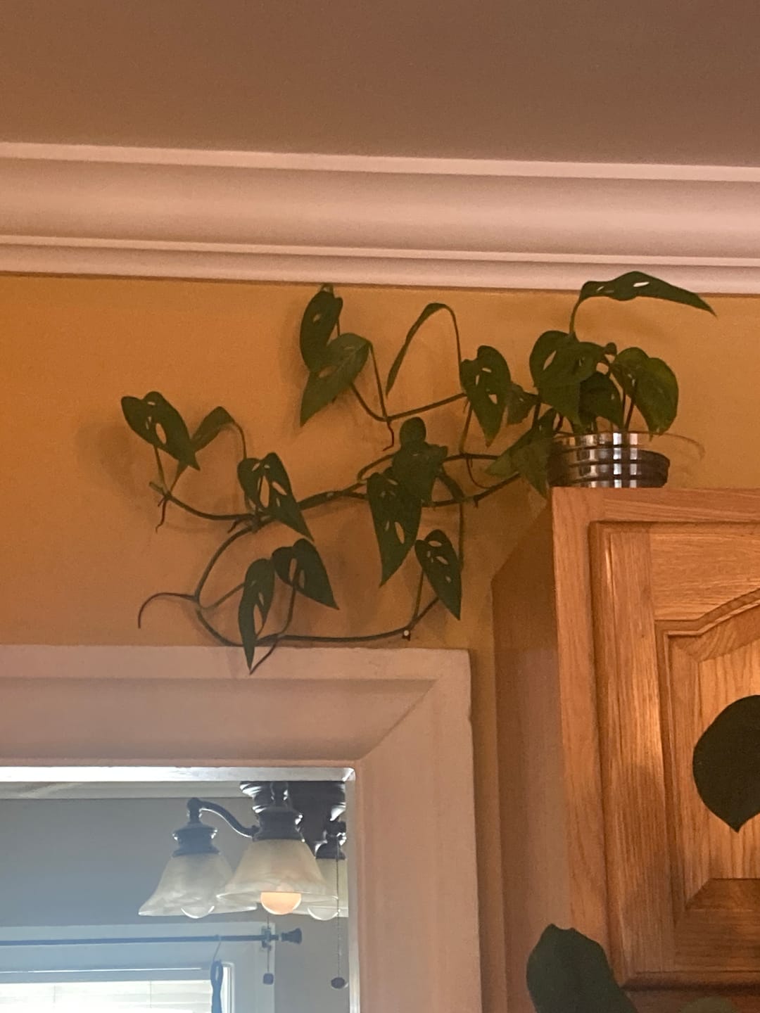 Customer photo review of Monstera adansonii Narrow Leaf