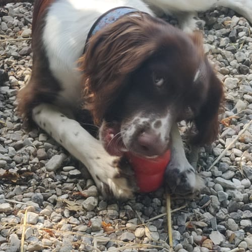Customer photo review of KONG Classic