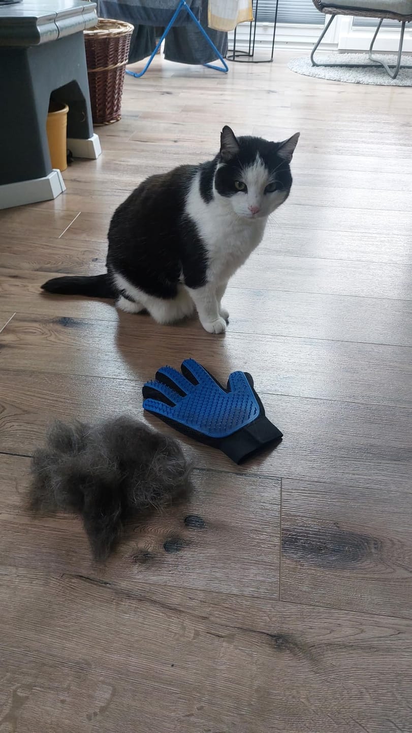 Customer photo review of StimuliCat Grooming Glove | The Only Glove With  Mother-Tongue Technology for Stress-Free Grooming (Includes Both Hands)