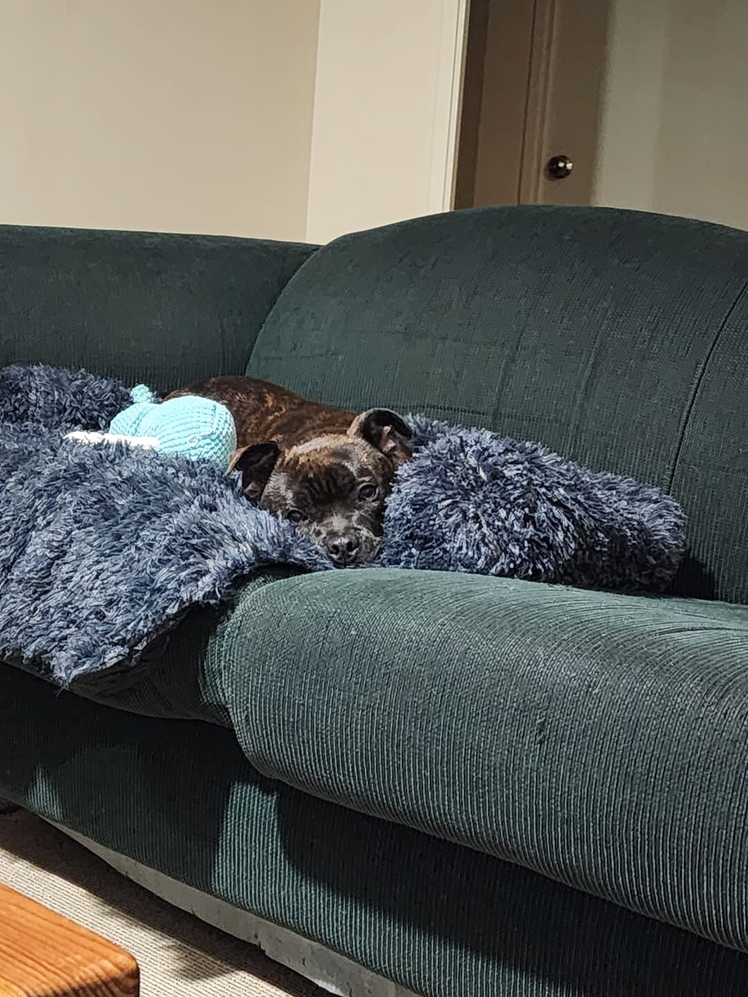 Customer photo review of Calming Couch Bed