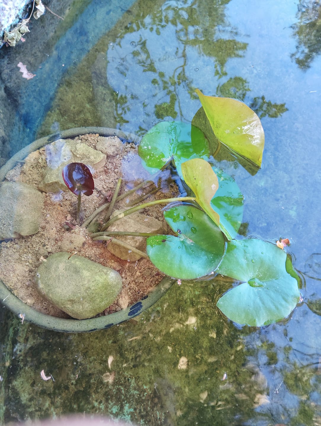 Customer photo review of Ninfea COLOSSEA