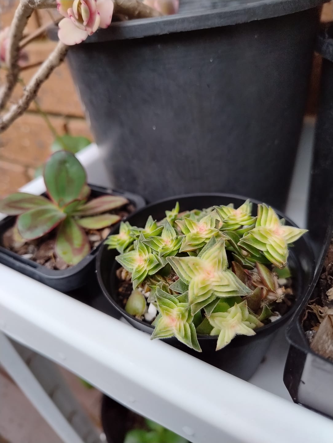 Customer photo review of Crassula capitella ssp thyrsiflora variegated