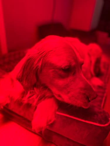 Customer photo review of Rouge Max G4 (Single)