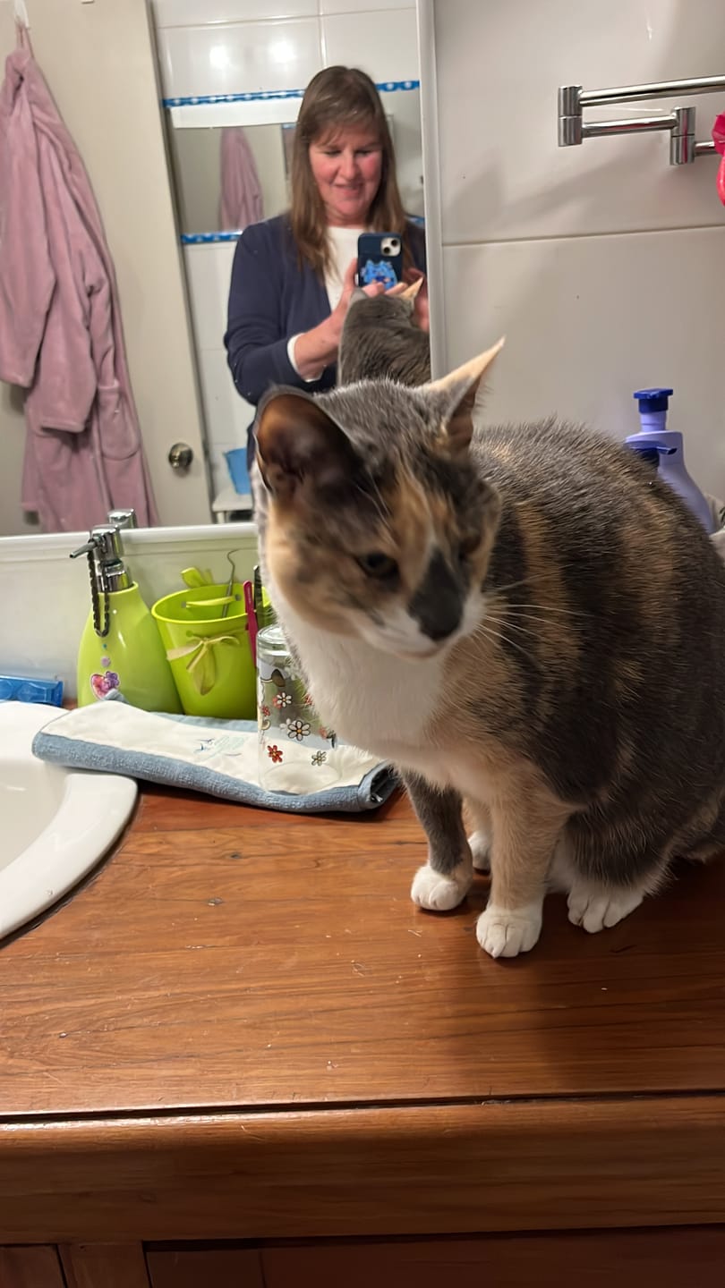 Customer photo review of Arena biodegradable Cosycat 4,3 kg