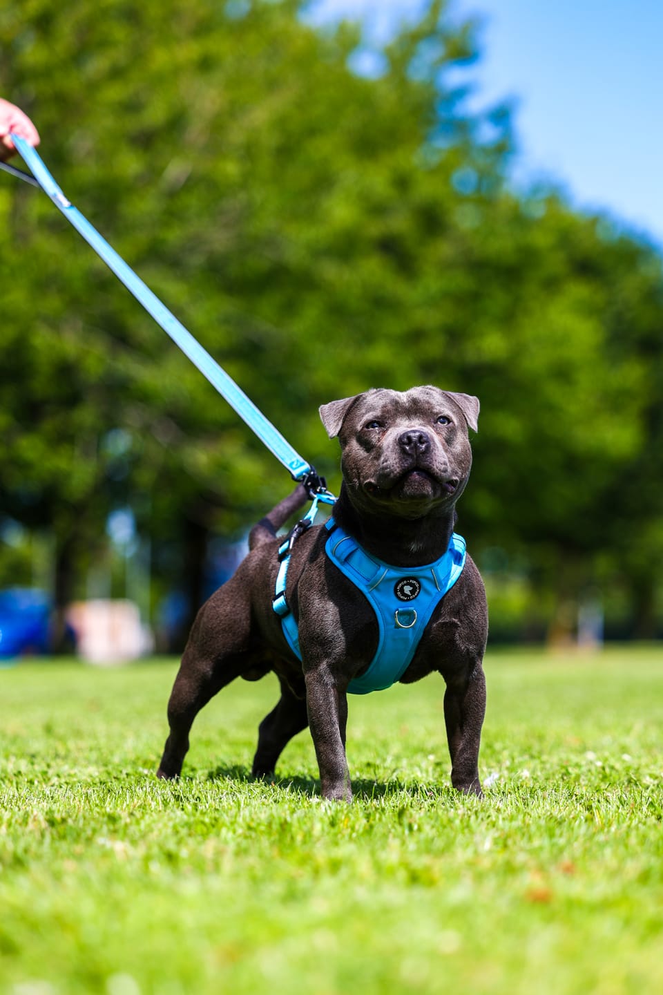Customer photo review of Lunar Harness - Aqua