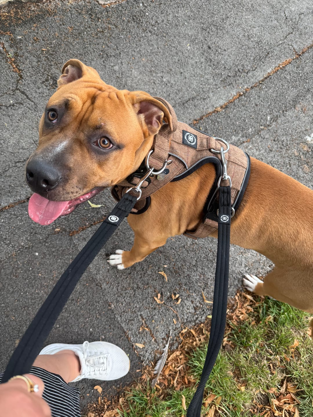 Customer photo review of Premium Comfort Herringbone Harness | Non Restrictive - Classic Tan