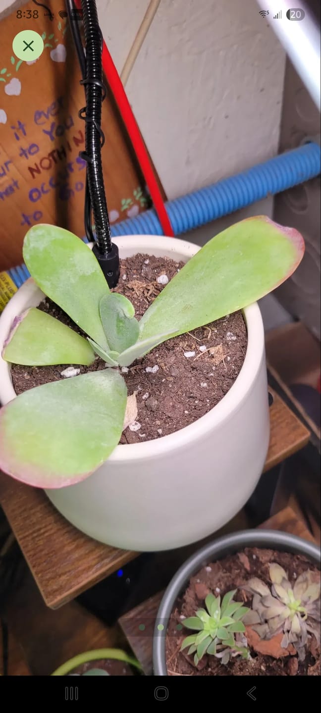 Customer photo review of Kalanchoe Flapjacks - Paddle Plant