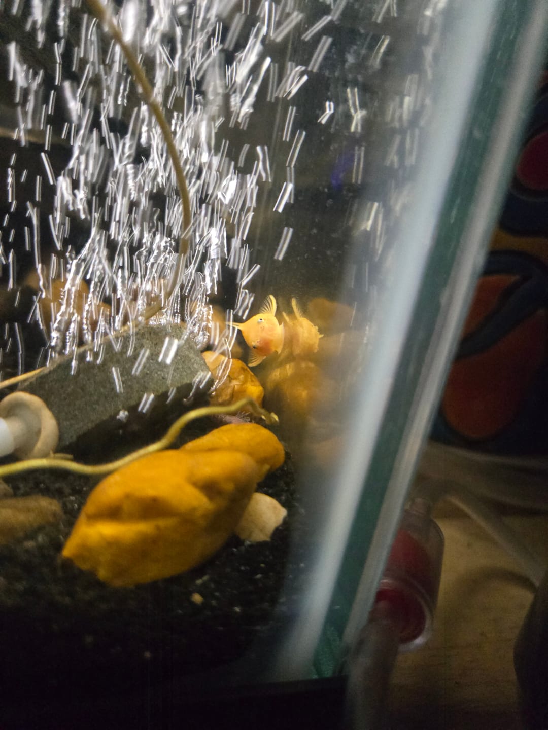 Customer photo review of L144a Blue Eye Lemon Bristlenose Pleco (2 Inches) "NEW"