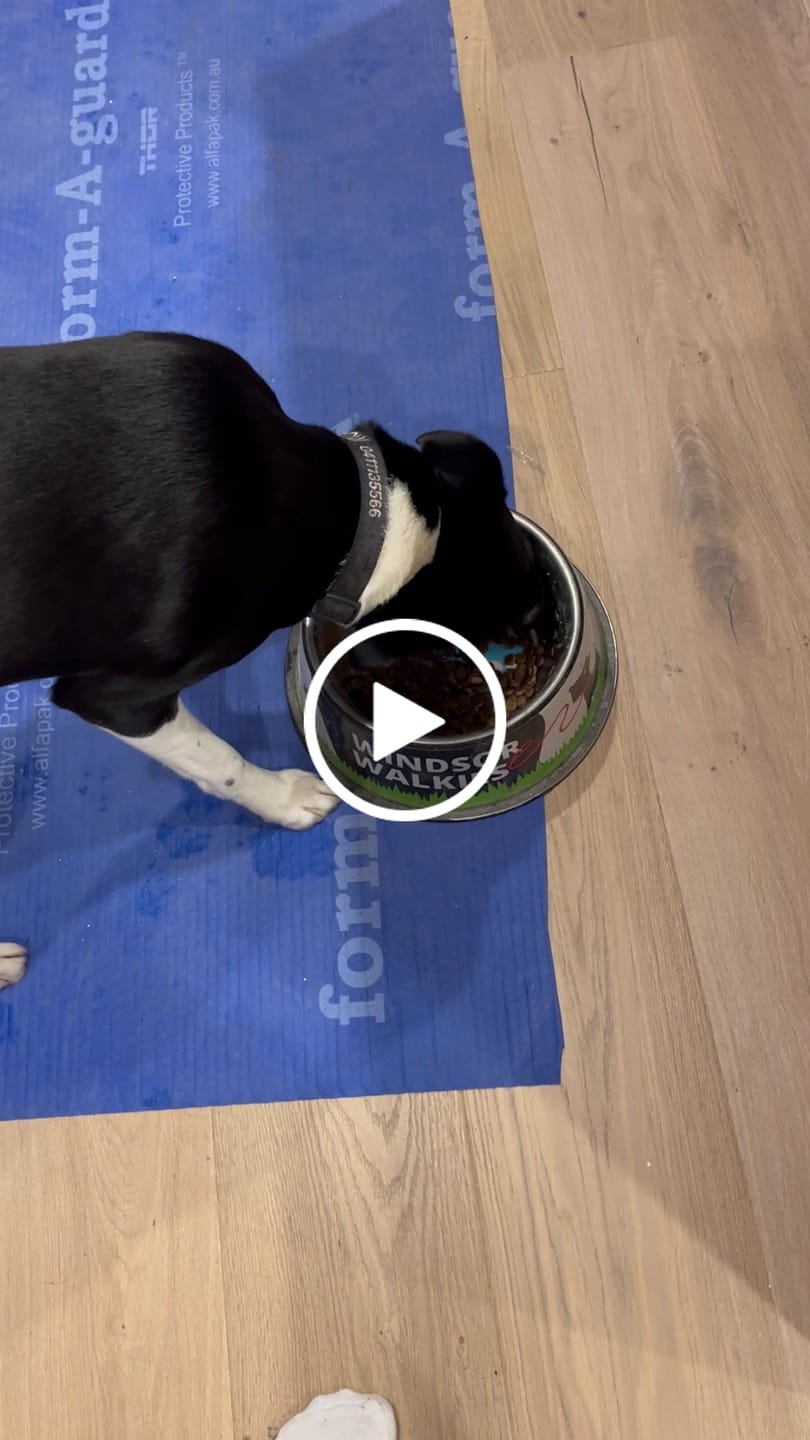 Customer video review of Chicken Bics Premium Dry Food