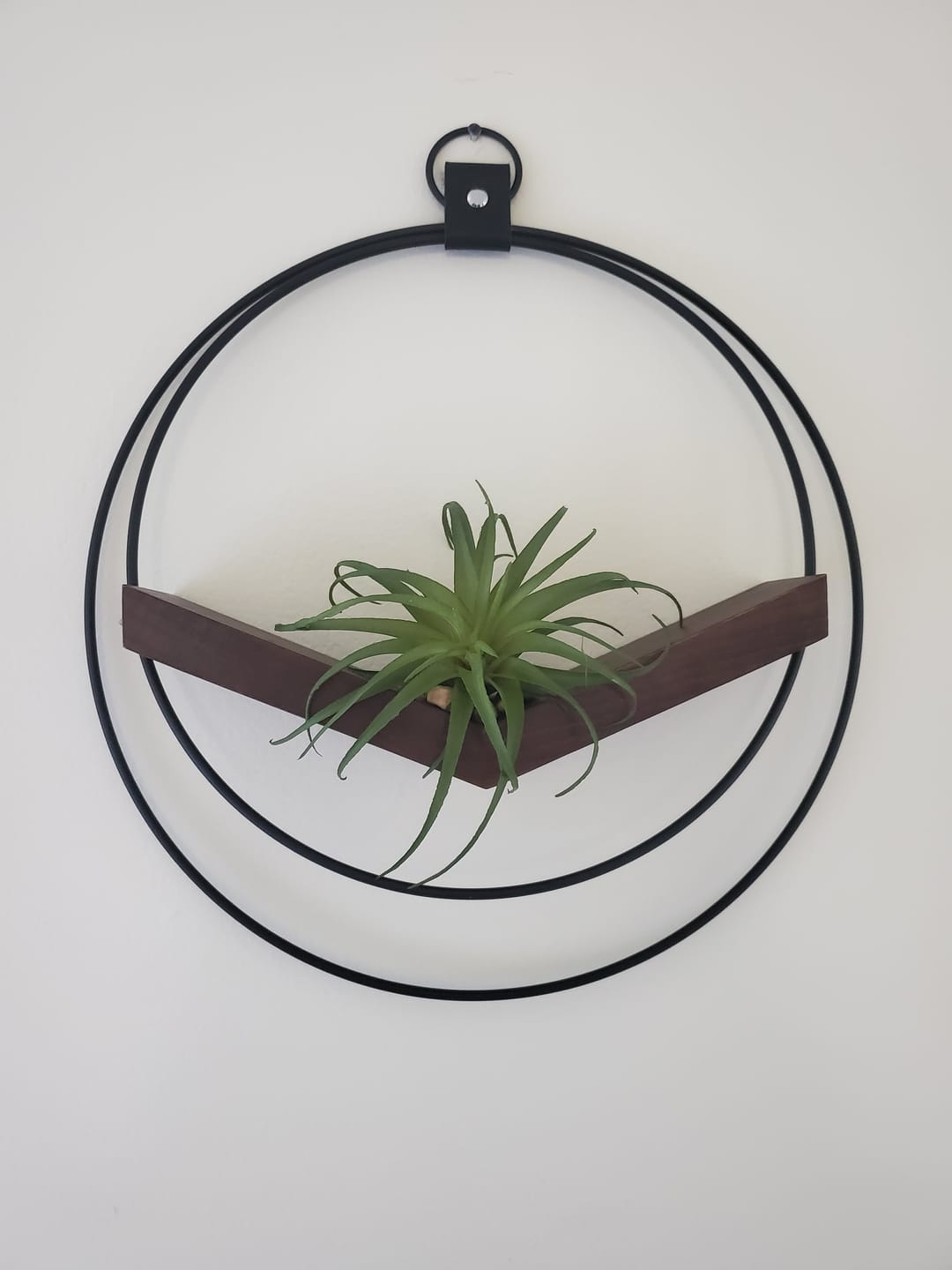 Customer photo review of Air Plant V-Hanger