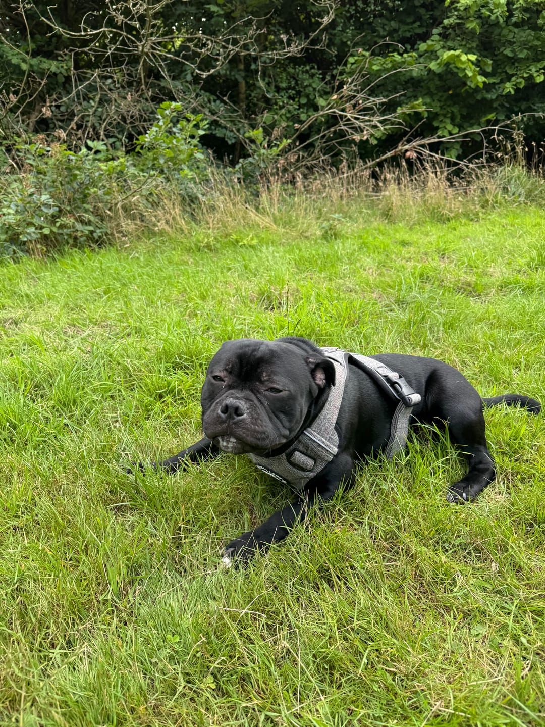 Customer photo review of Premium Comfort Herringbone Harness | Non Restrictive - Stone Grey