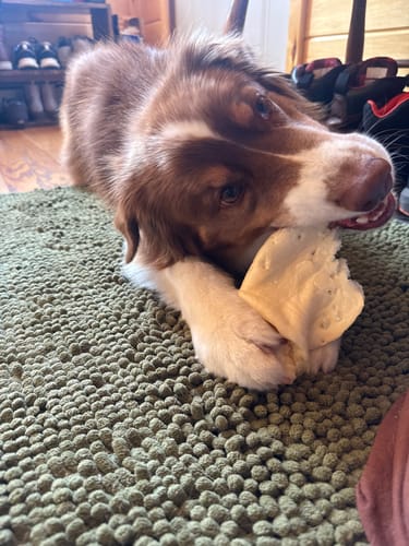 Customer photo review of Cow Ears For Dogs