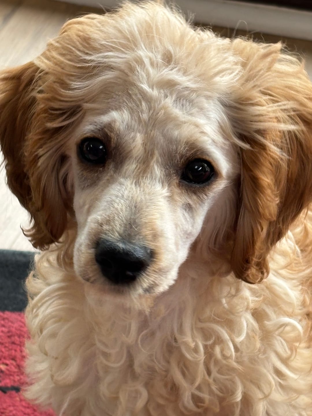 Customer photo review of The Original ClipMyPaws™ - World's Quietest Pet Hair Clipper