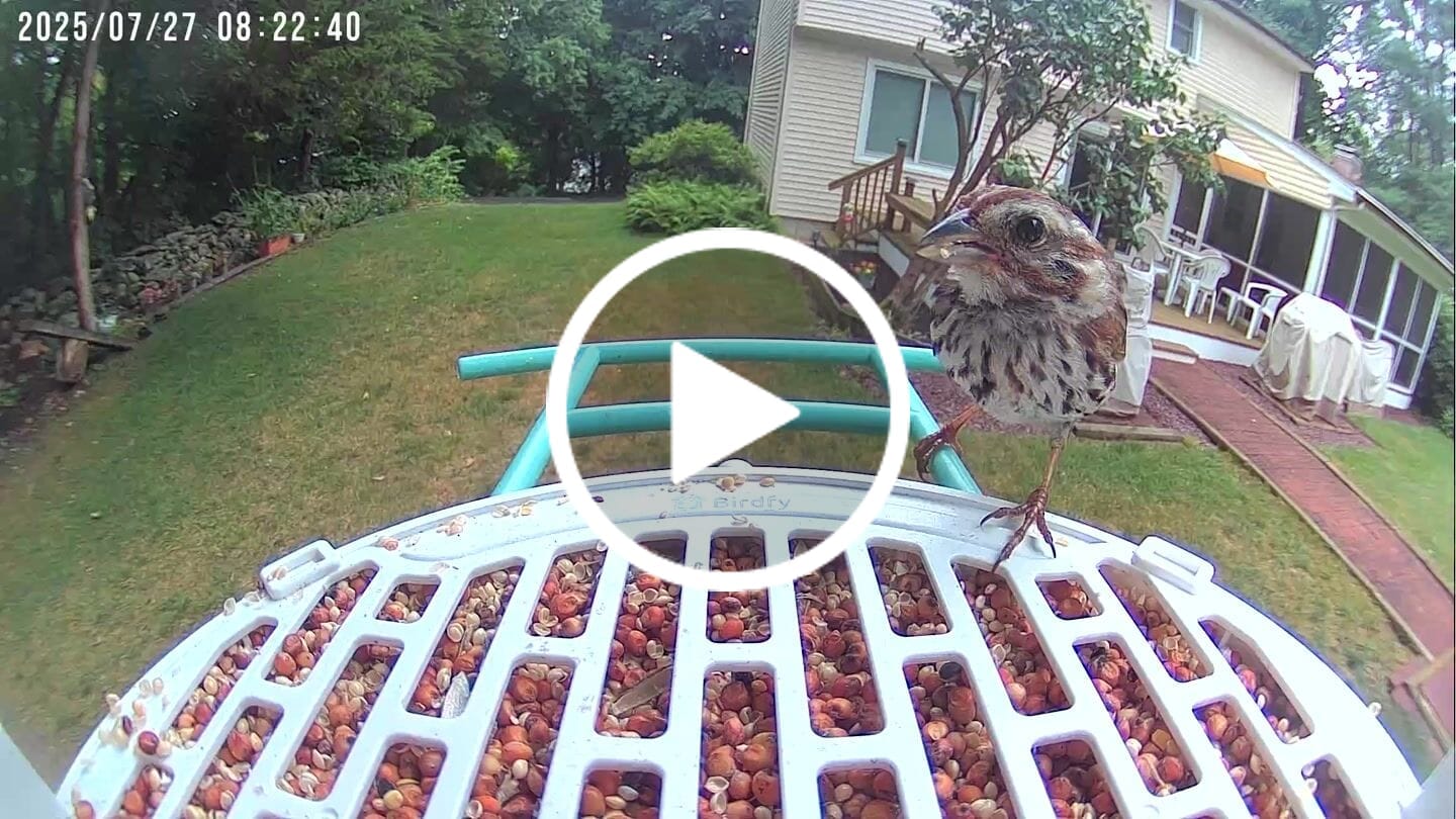 Customer video review of Birdfy Bird Seed Guard
