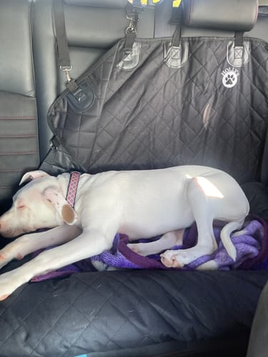 Customer photo review of Car Seat Cover