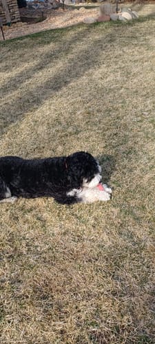 Customer photo review of Bully Sticks 6-Inch Monster