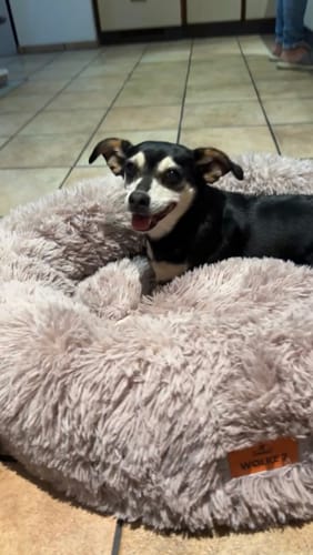 Customer photo review of Puppery Hundebett Wolke 7 - Das Original