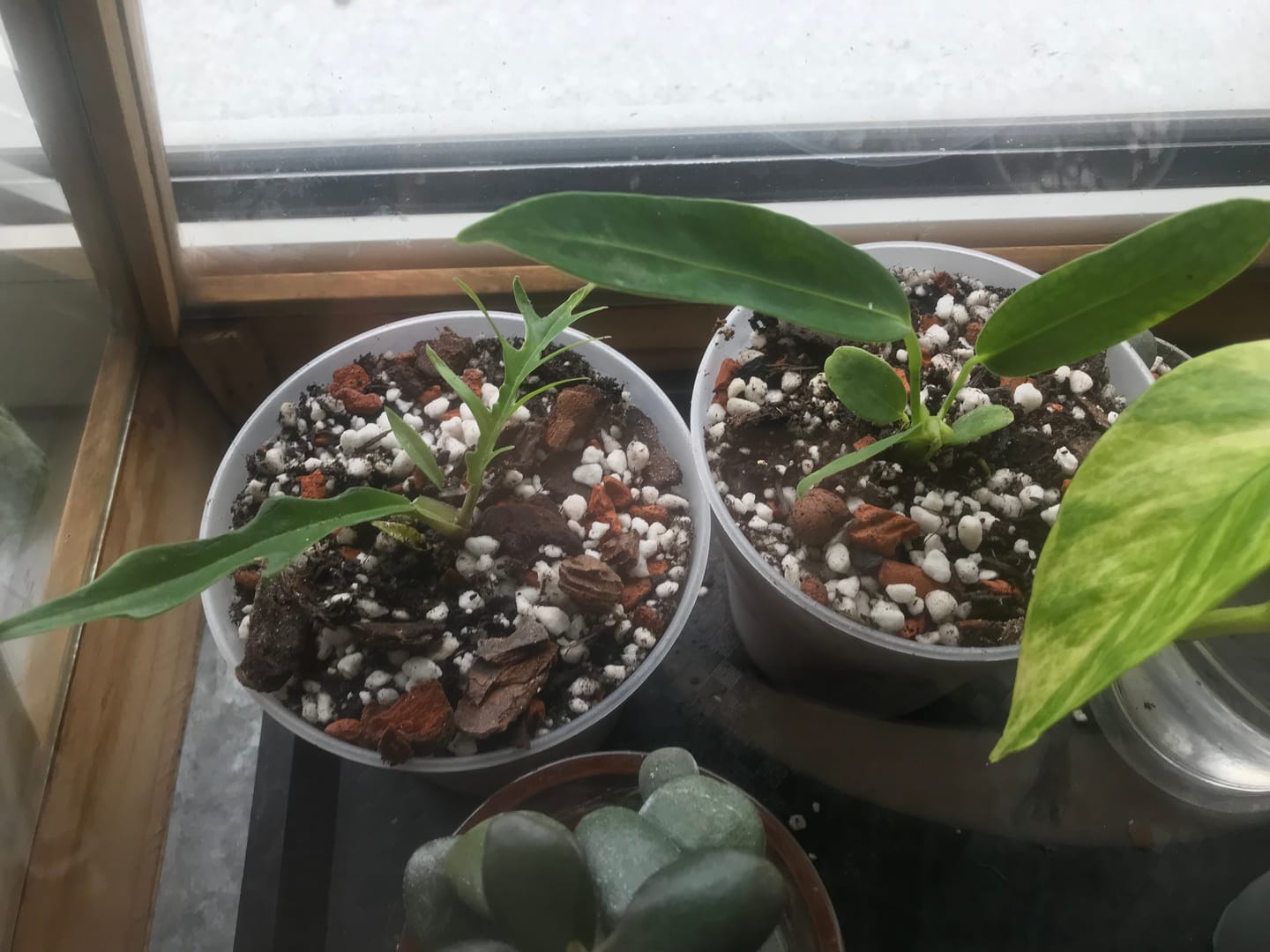 Customer photo review of ANTHURIUM WAROCQUEANUM