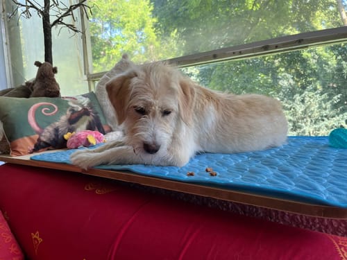 Customer photo review of Pfotenfrost Kühlmatte