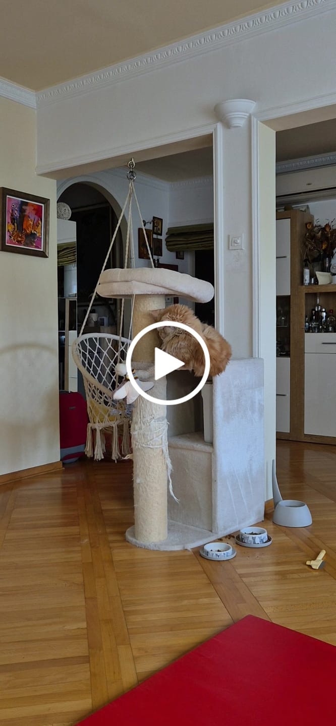Customer video review of Interaktivna Igračka Ptica za Mačke