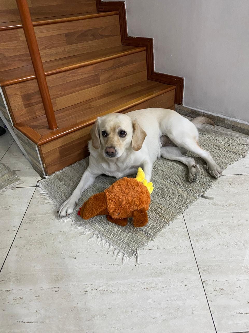 Customer photo review of Gallina Anti estrés THE DOGS