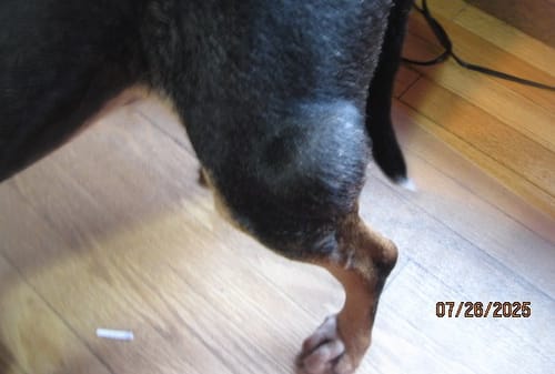 Customer photo review of Petsmont Buddy Guard Medium Dog