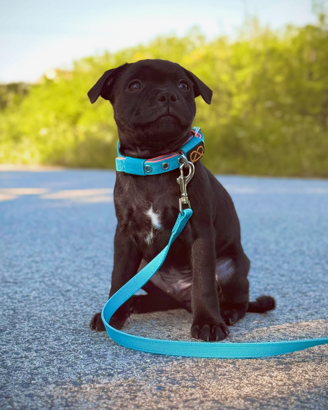Customer photo review of Staffordshire Bull Terrier 1935® Puppy Collar & Leash Set - Alvin Edition - Aqua & Neon Orange