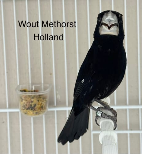 Customer photo review of Eggfood Deluxe 21% Eiwitten ( + Paardenbloem, Biergist, Zijderupsen ... )