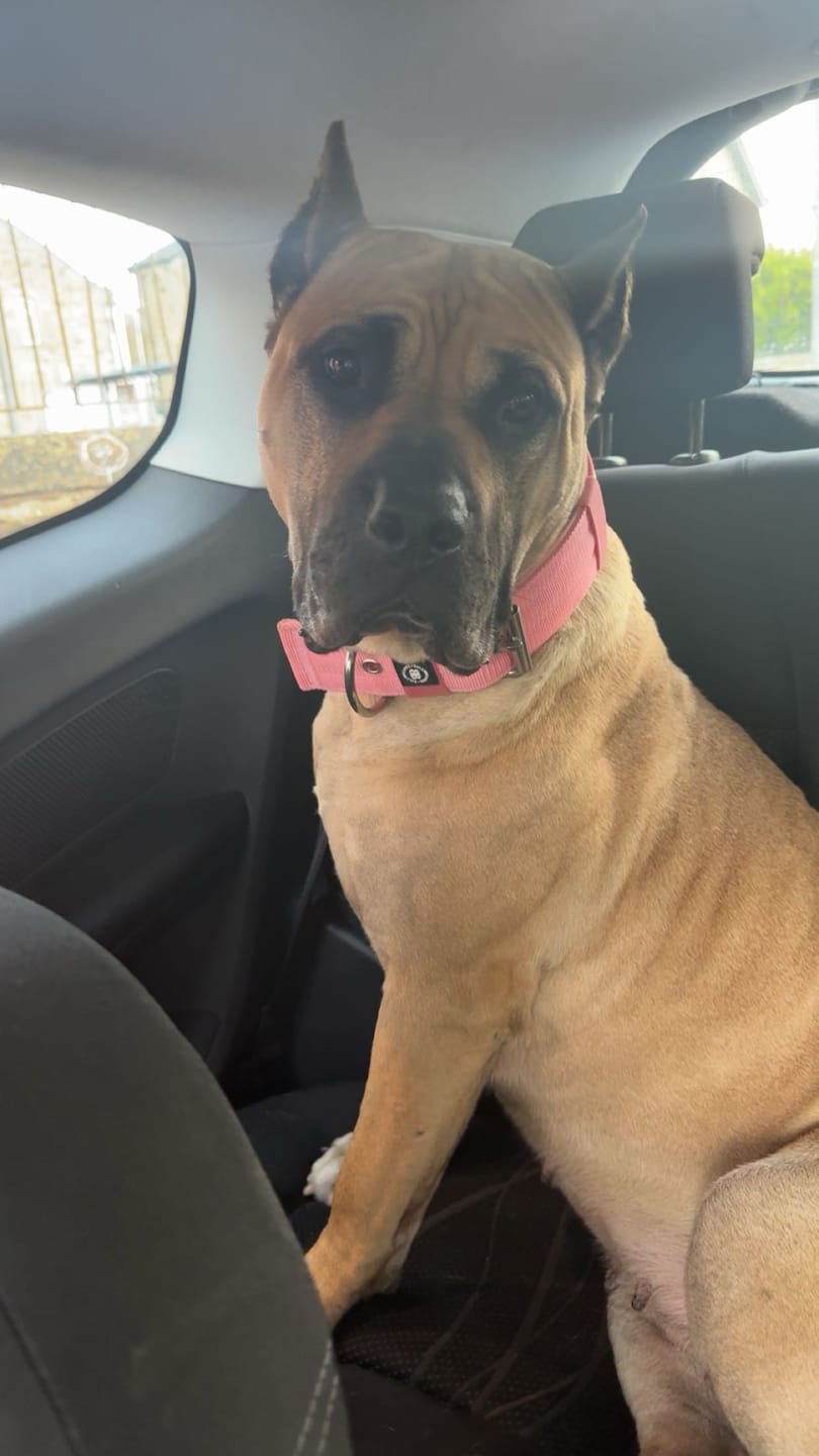 Customer photo review of 5cm Pin Buckle Collar | NO Handle - Pink