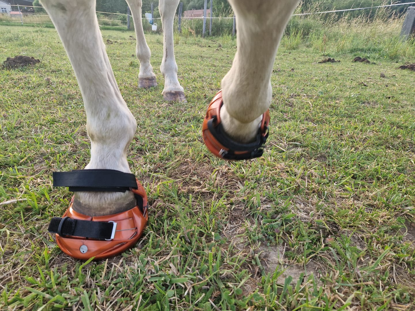 Customer photo review of Renegade® Viper Shield™ Hoof Boot Seconds - Arizona Copper