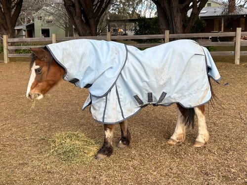 Customer photo review of LE Boxter Neck Cover 0g