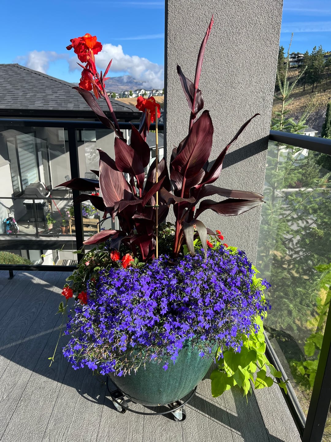 Customer photo review of Kelpy Food for Plants