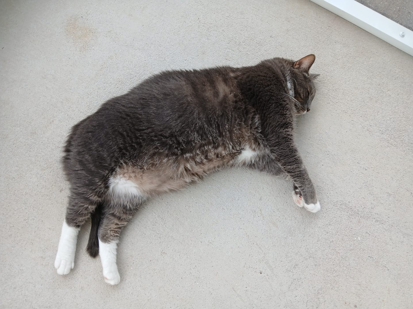 Customer photo review of Royal Canin Veterinary Diet - Urinary SO + Calm Dry Cat Food