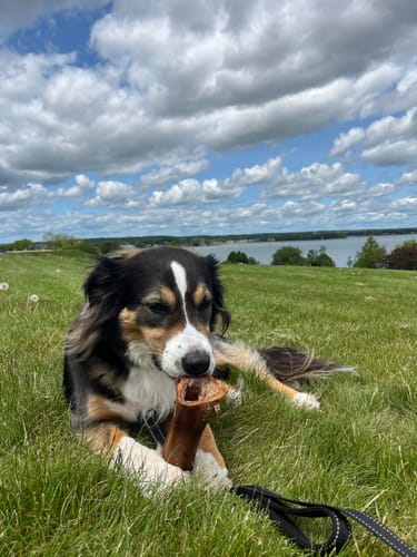 Customer photo review of Smoked Beef Marrow Bone