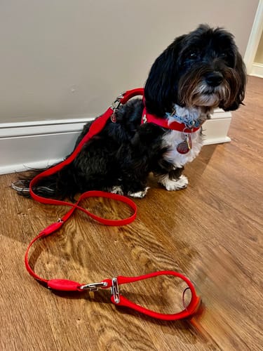 Customer photo review of BoneTek