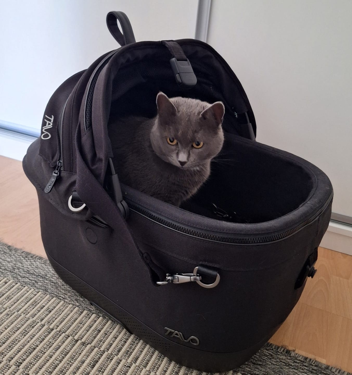 Customer photo review of Maeve ISO - Törmäystestattu lemmikin turvaistuin