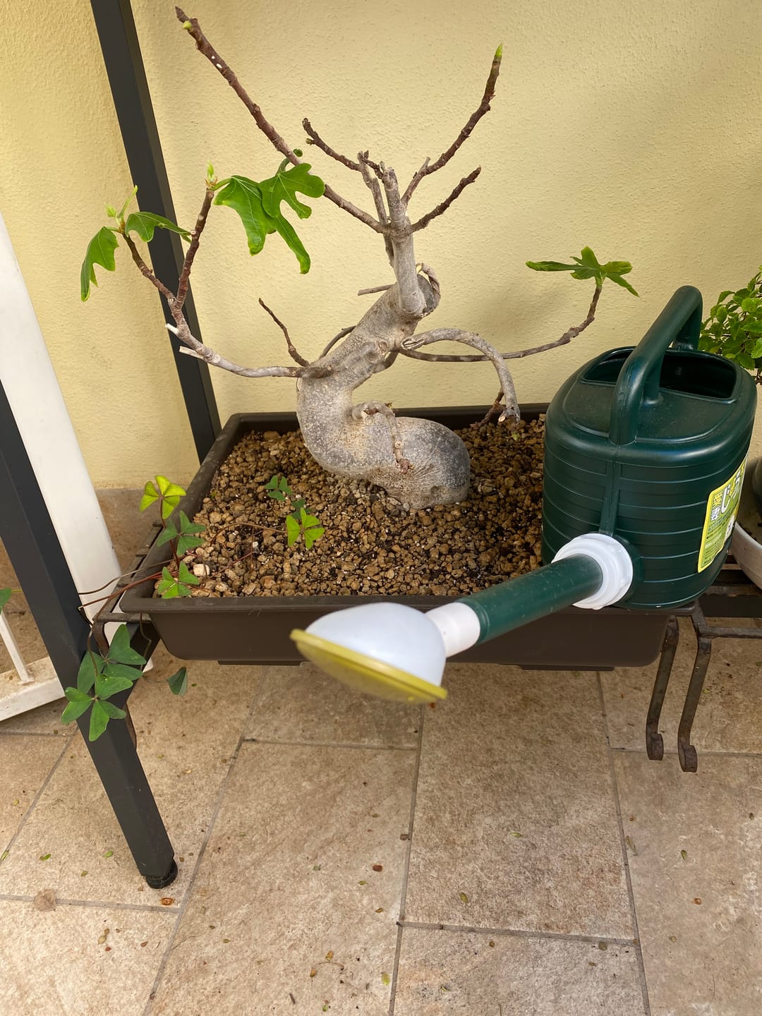 Customer photo review of SUPREMACY CB® (substrato premium ad alte prestazioni)