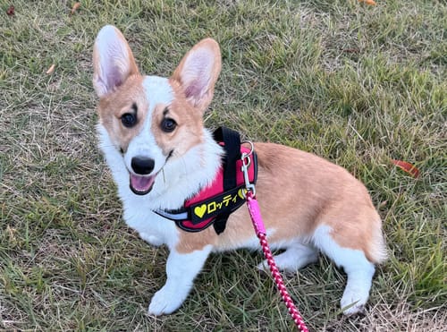 Customer photo review of FunFunPet 高機能ハーネス（お名前タグ作成サービス付き）