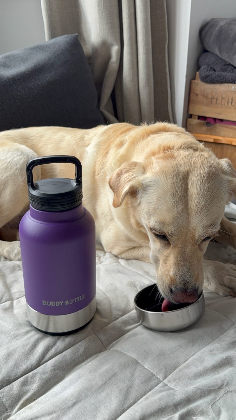 Customer photo review of VELVET PURPLE - 3 in 1 Portable Travel Water Buddy Bottle For Dogs