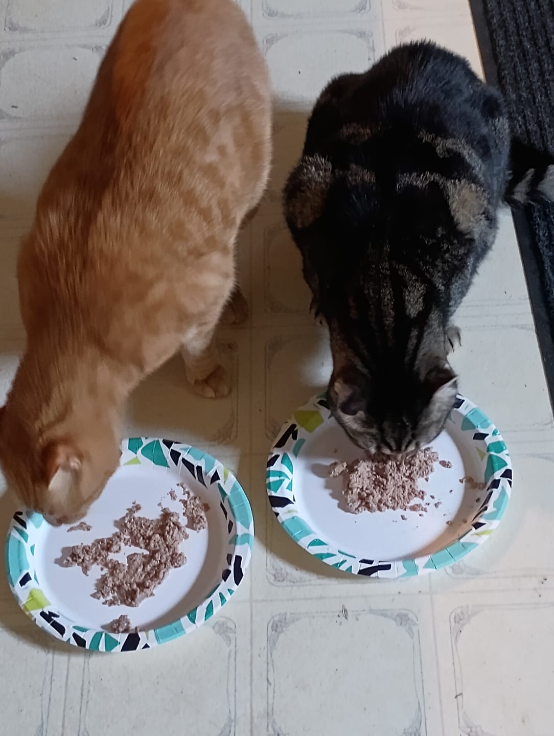 Customer photo review of Cat Allergy Relief & Immune Support Remedy